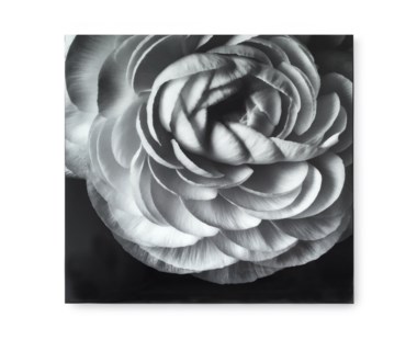 Black & White Flower - Acrylic Dry Mount / E
